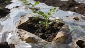 Pflanze wächst unter Plastikmüll